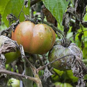 How and how to deal with late blight on tomatoes in a greenhouse: the best methods and reviews of gardeners