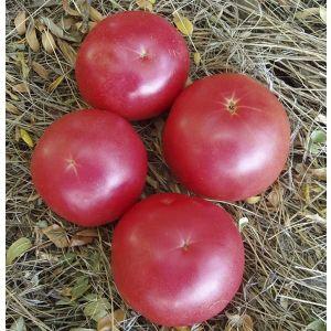 Tomato that looks and tastes perfect.Early love: grow correctly and set yield records