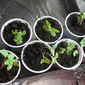 Tomato that looks and tastes perfect.Early love: grow properly and set yield records