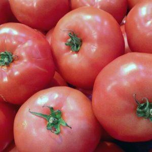 Tomato that looks and tastes perfect.Early love: grow correctly and set yield records