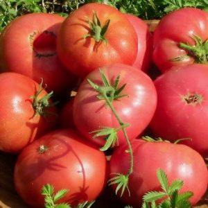 Tomato that looks and tastes perfect.Early love: grow correctly and set yield records