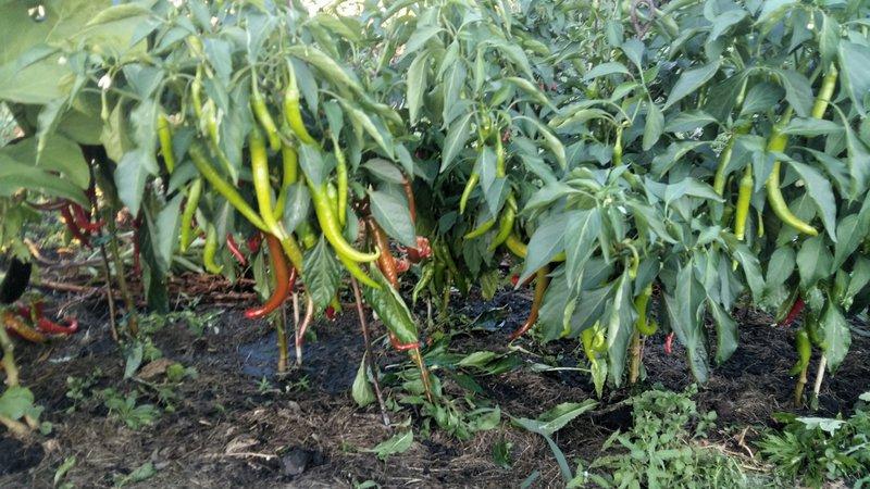 What you can't plant next to bitter peppers: crop rotation rules and growing secrets