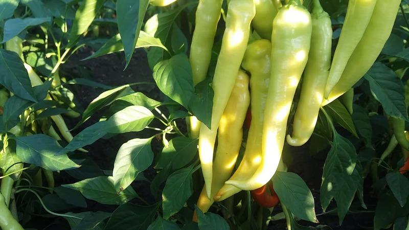 What you can't plant next to bitter peppers: crop rotation rules and growing secrets