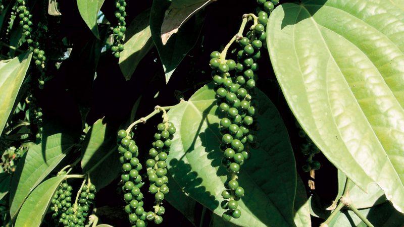 What you can't plant next to bitter peppers: crop rotation rules and growing secrets