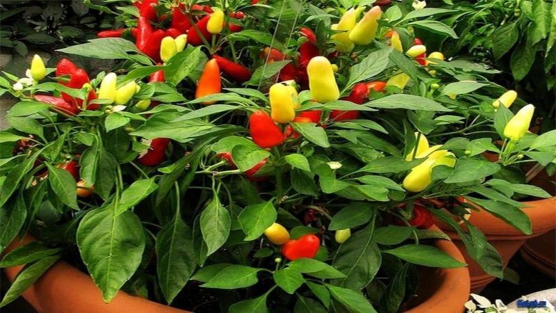 What you can't plant next to bitter peppers: crop rotation rules and growing secrets
