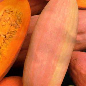 Exotic vegetable with an unusual taste and name - pumpkin Pink banana: variety description