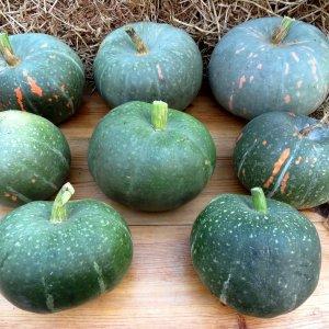 The most popular green pumpkin varieties and features of their cultivation