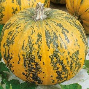 The most popular green pumpkin varieties and features of their cultivation