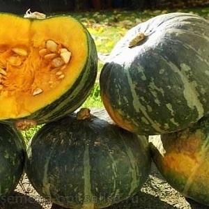 The most popular green pumpkin varieties and features of their cultivation