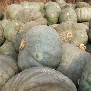 The most popular green pumpkin varieties and features of their cultivation