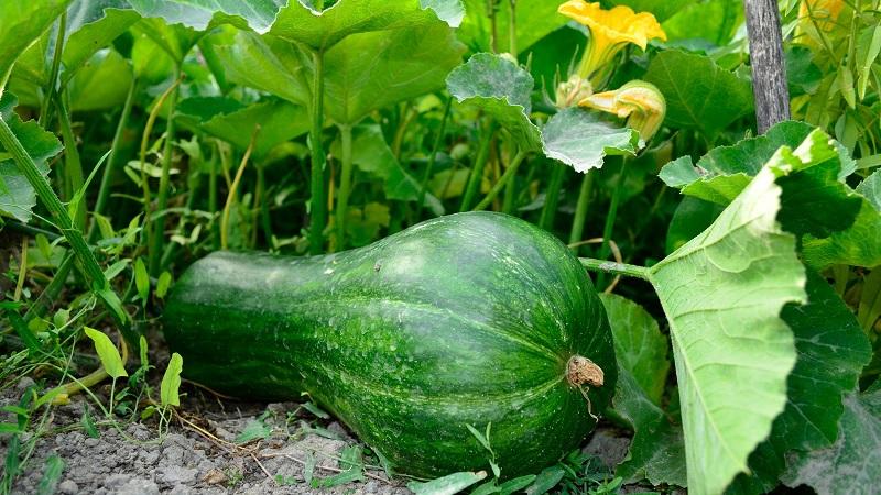 The most popular green pumpkin varieties and features of their cultivation