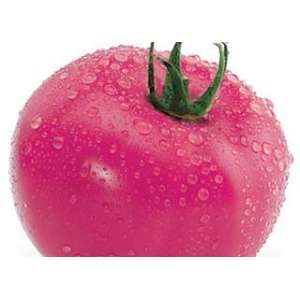 Instructions for growing a tomato Raspberry ringing: enjoying beautiful large fruits
