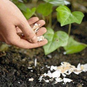 Instructions for growing a tomato Raspberry ringing: enjoying beautiful large fruits