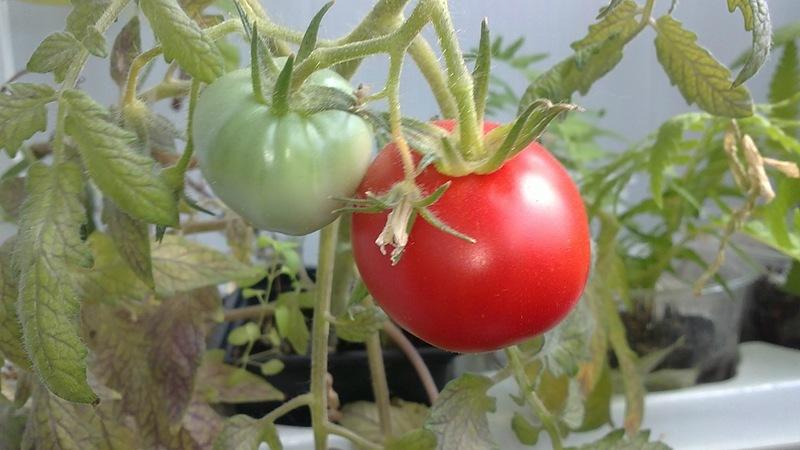 Universal early ripening Volgograd tomato: what is good and why it is worth growing it on your site