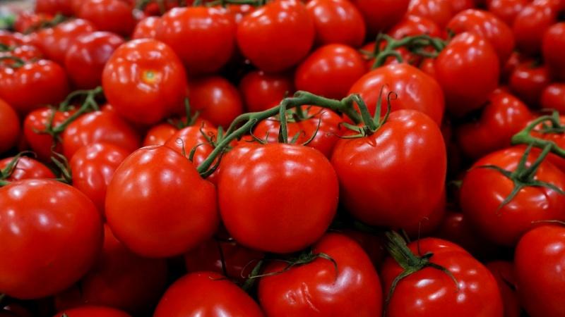 Universal early ripening Volgograd tomato: what is good and why it is worth growing it on your site