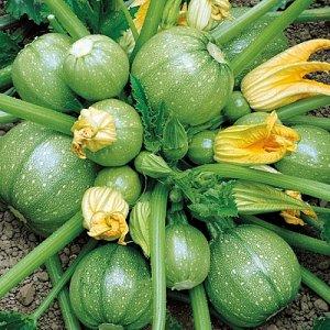 Advantages and disadvantages of round zucchini that every summer resident should know