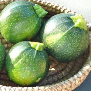 Advantages and disadvantages of round zucchini that every summer resident should know