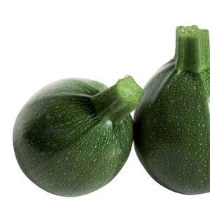 Advantages and disadvantages of round zucchini that every summer resident should know