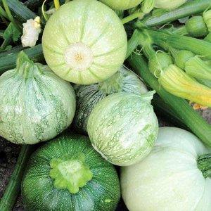 Advantages and disadvantages of round zucchini that every summer resident should know