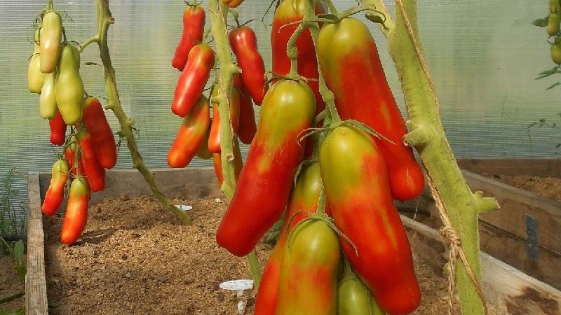 Mid-season, high-yielding and unusual in shape Casanova tomato: reviews of farmers and tips for growing