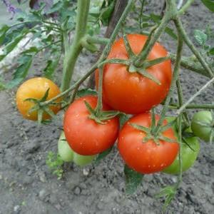 A popular variety loved by many gardeners: Samara tomato and its advantages over other types of tomatoes