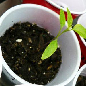 A popular variety loved by many gardeners: Samara tomato and its advantages over other types of tomatoes