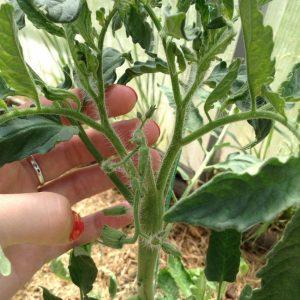The time-tested and beloved by many summer residents tomato Dubrava: what is good and why is it worth growing