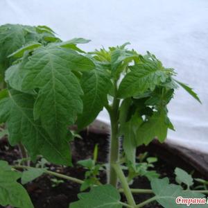 The time-tested and beloved by many summer residents tomato Dubrava: what is good and why is it worth growing