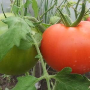 The time-tested and beloved by many summer residents tomato Dubrava: what is good and why is it worth growing