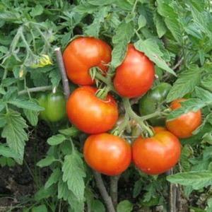 The time-tested and beloved by many summer residents tomato Dubrava: what is good and why is it worth growing