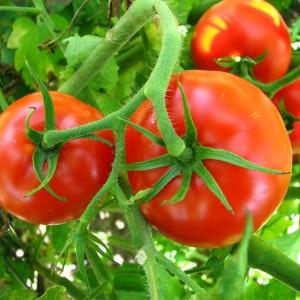 The time-tested and beloved by many summer residents tomato Dubrava: what is good and why is it worth growing
