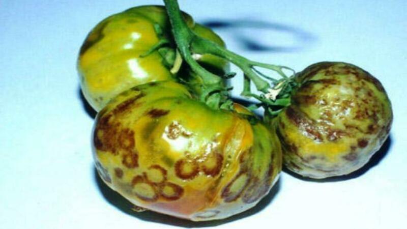 We recognize the enemy by sight and effectively fight him: tomato streak and the best methods of treating this scourge