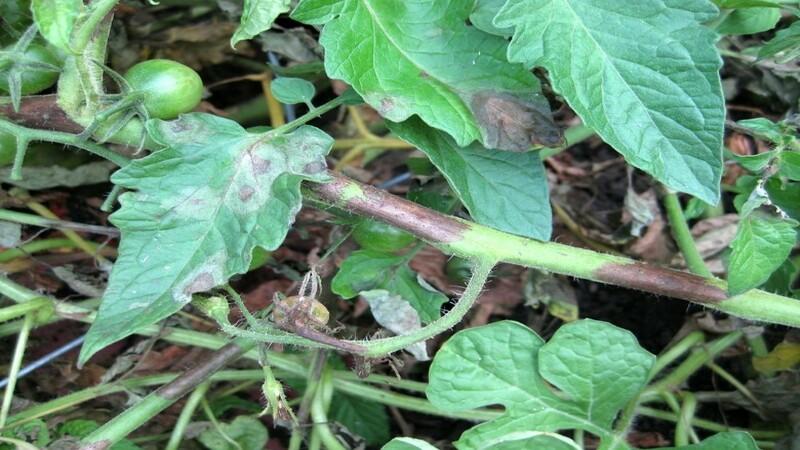 We recognize the enemy by sight and effectively fight him: tomato streak and the best methods of treating this scourge