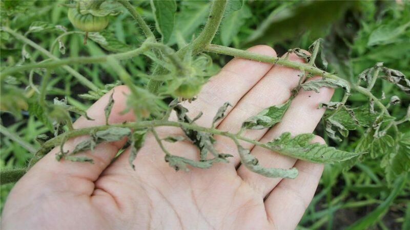 We recognize the enemy by sight and effectively fight him: tomato streak and the best methods of treating this scourge