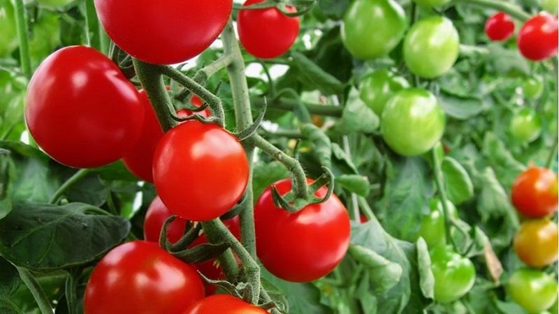 Ideal for greenhouses, early ripe and high-yielding tomato Blagovest: how to grow it correctly