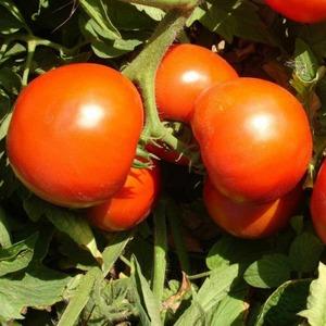 Ideal for greenhouses, early ripe and high-yielding tomato Blagovest: how to grow it correctly