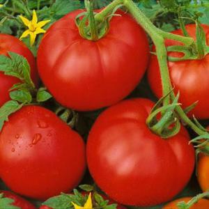 Ideal for greenhouses, early ripe and high-yielding tomato Blagovest: how to grow it correctly