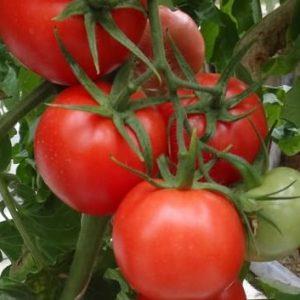 Ideal for greenhouses, early ripe and high-yielding tomato Blagovest: how to grow it correctly