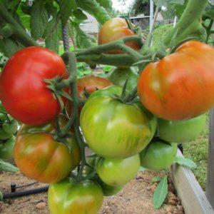 Easy to care for, unpretentious, but very productive and tasty Staroselsky tomato: we grow it ourselves