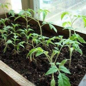 The combination of the best qualities of tomatoes in one variety - tomato Dusya red: reviews, photos and secrets of growing