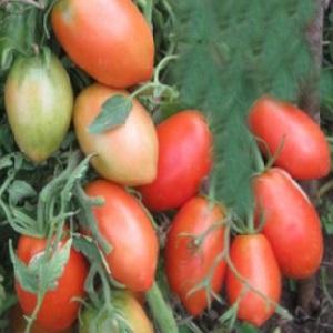 The combination of the best qualities of tomatoes in one variety - tomato Dusya red: reviews, photos and secrets of growing