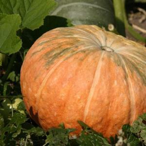 Unpretentious in care and sweet-tasting pumpkin Sweetie: advantages and disadvantages of the variety