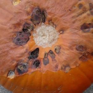 Unpretentious in care and sweet-tasting pumpkin Sweetie: advantages and disadvantages of the variety