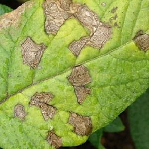 What does macrosporiosis of tomatoes look like and why summer residents are so afraid of it: we get to know the enemy closer and win