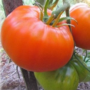 Why summer residents love Altai orange tomato so much, reviews about its yield and care secrets