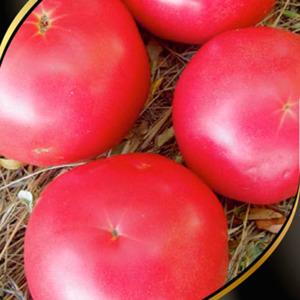 Why summer residents love Altai orange tomato so much, reviews about its yield and care secrets