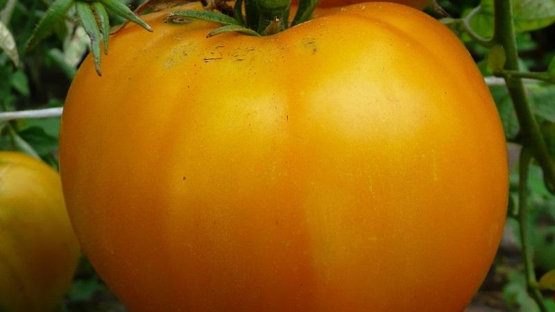 Why summer residents love Altai orange tomato so much, reviews about its yield and care secrets