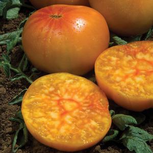 Why summer residents love Altai orange tomato so much, reviews about its yield and care secrets