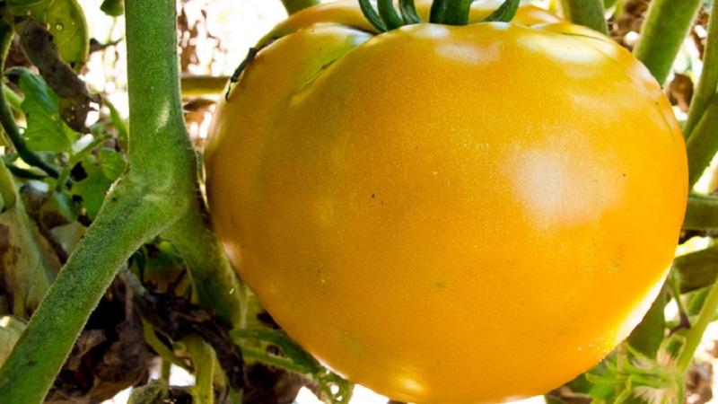 Why summer residents love Altai orange tomato so much, reviews about its yield and care secrets