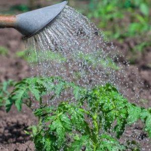 How to feed tomatoes with boric acid, iodine and ash: prepare the solution and add it correctly